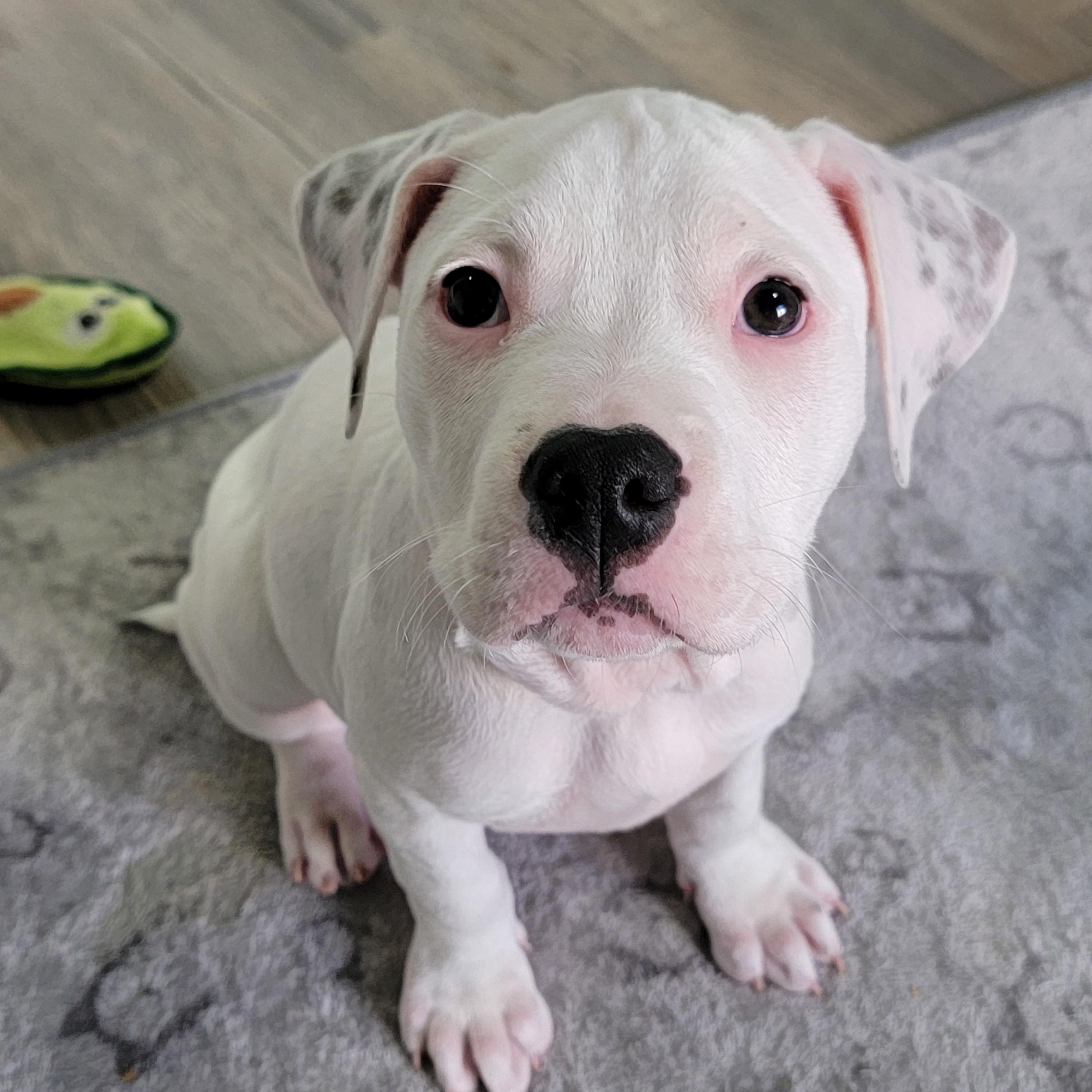 Bellini, a Adoptable mixed breed in Joliet, IL image 2/3