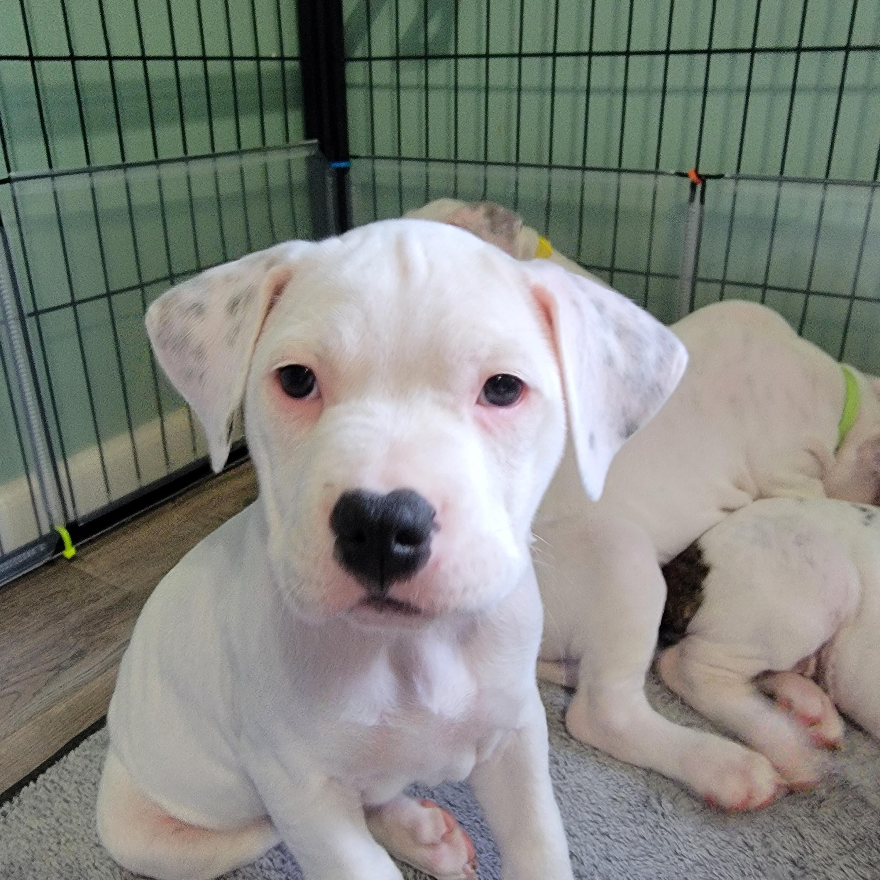 Bellini, a Adoptable mixed breed in Joliet, IL image 3/3