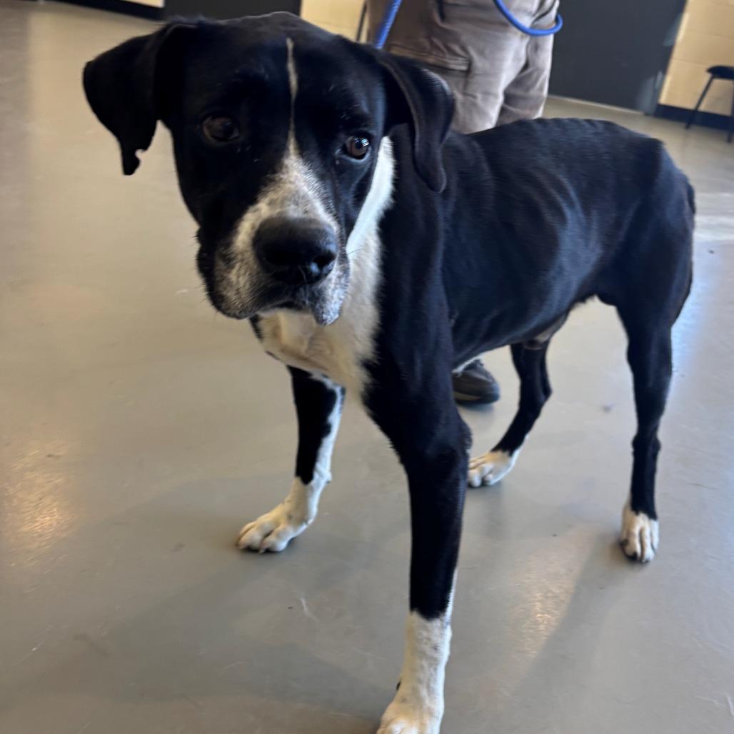 Shadow, Adoptable, Adult Male Mixed Breed.