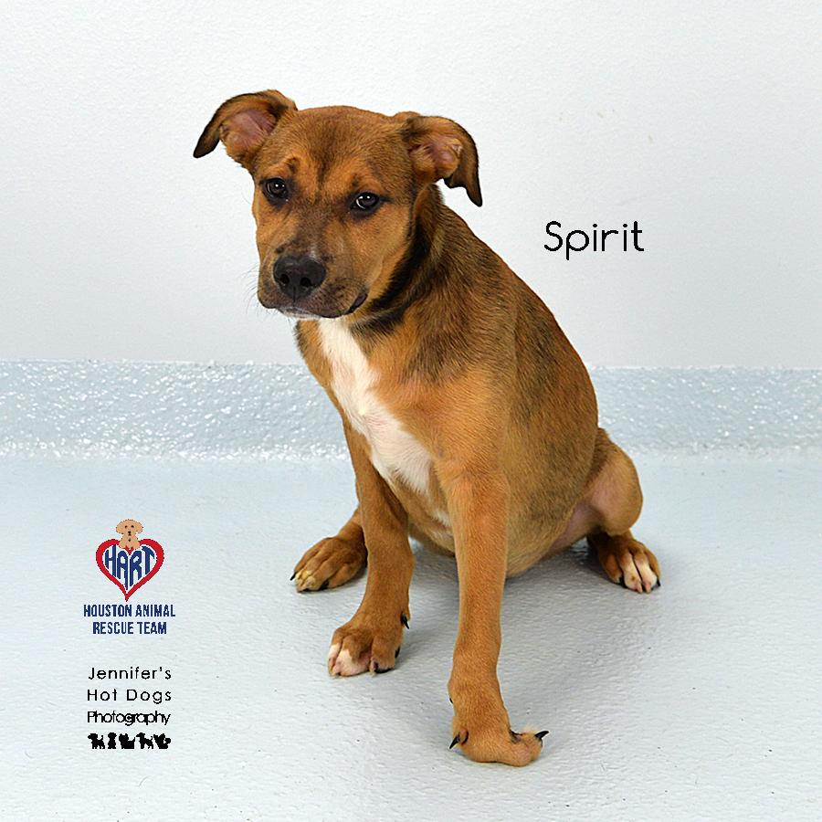 Spirit