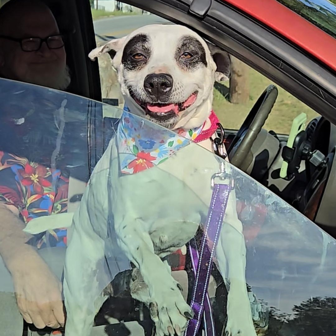 Enlarge Pebbles, a Adoptable mixed breed in phenix city, AL image 3/6