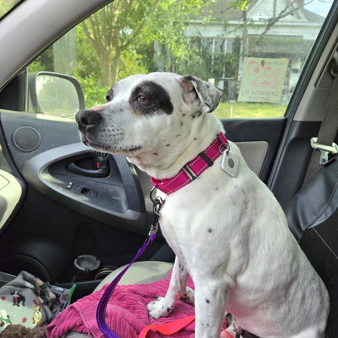 Enlarge Pebbles, a Adoptable mixed breed in phenix city, AL image 5/6