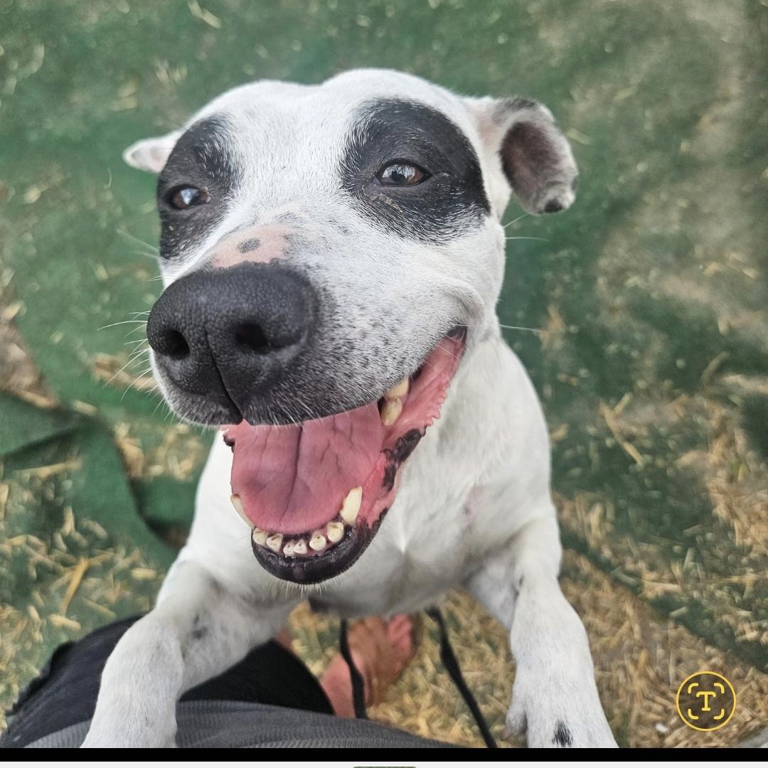 Pebbles, Adoptable, Senior Female Jack Russell Terrier & American Staffordshire Terrier.