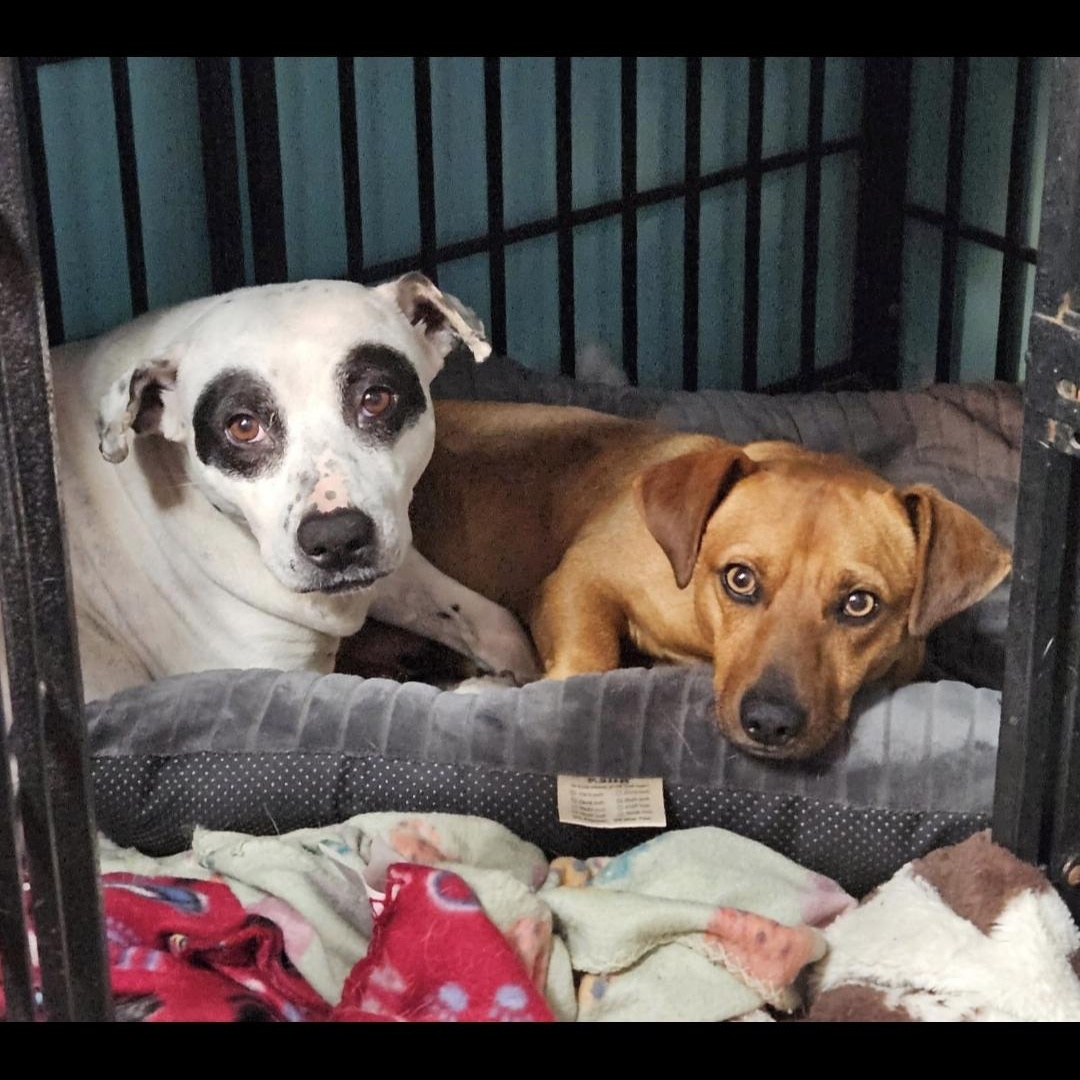 Enlarge Pebbles, a Adoptable mixed breed in phenix city, AL image 2/6