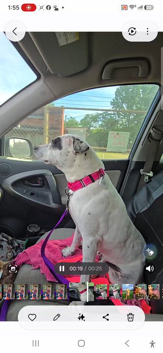 Enlarge Pebbles, a Adoptable mixed breed in phenix city, AL video 4/6