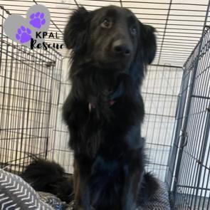 Enlarge Olive, a Adoptable mixed breed in Kenai, AK image 1/6
