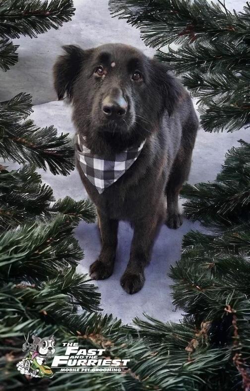 Enlarge Olive, a Adoptable mixed breed in Kenai, AK image 2/6