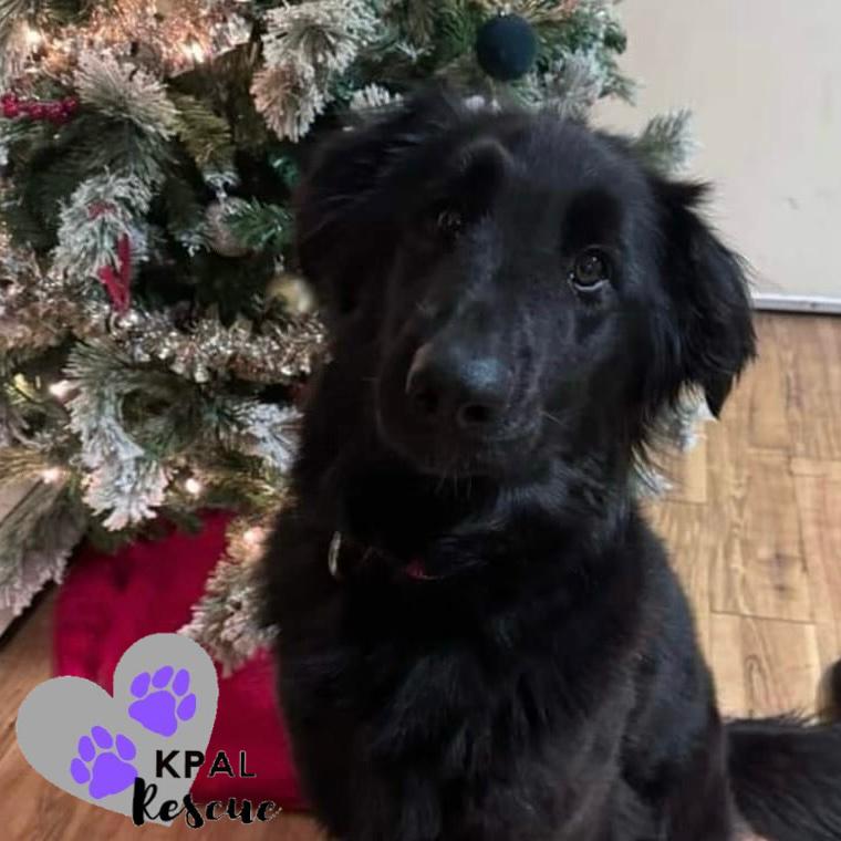 Enlarge Olive, a Adoptable mixed breed in Kenai, AK image 3/6