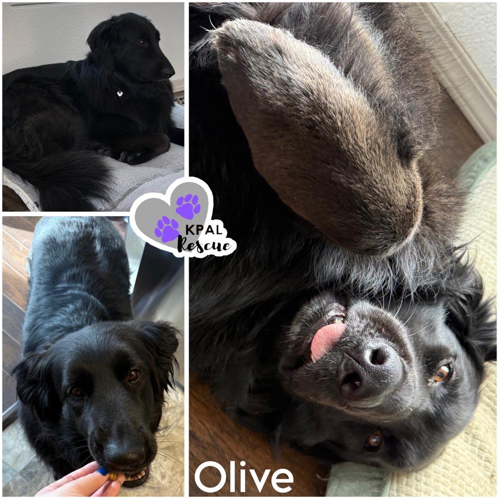 Enlarge Olive, a Adoptable mixed breed in Kenai, AK image 4/6