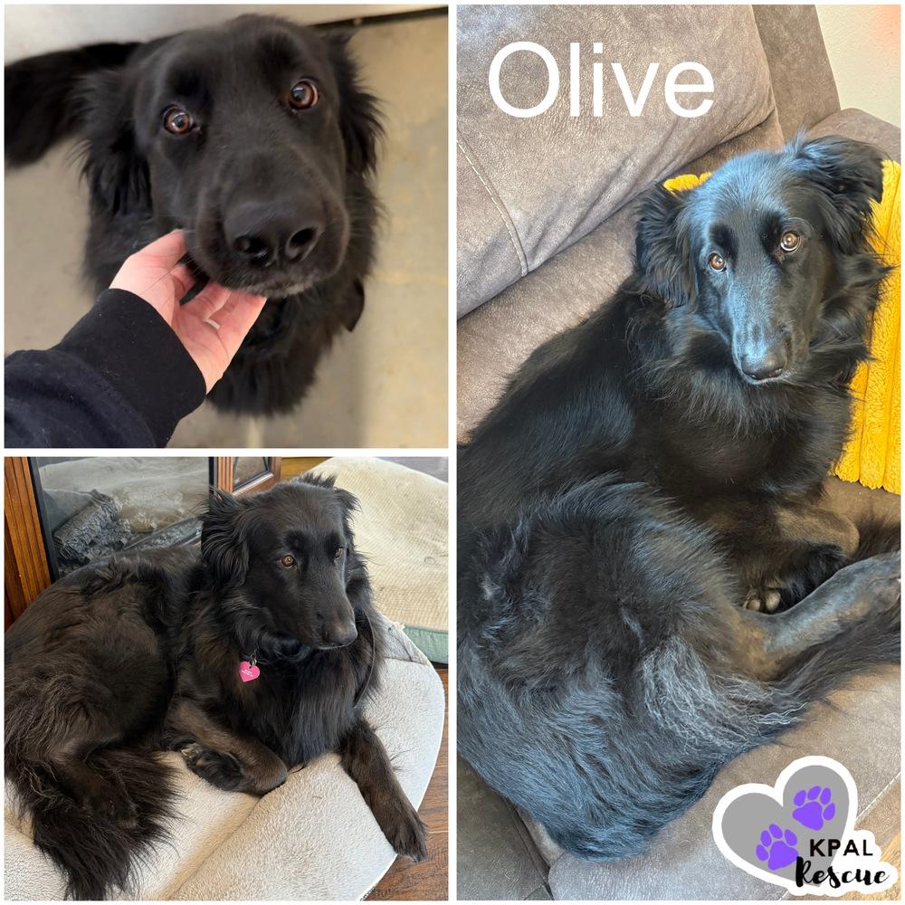 Enlarge Olive, a Adoptable mixed breed in Kenai, AK image 5/6
