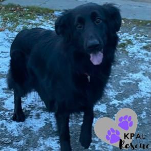 Enlarge Olive, a Adoptable mixed breed in Kenai, AK image 6/6