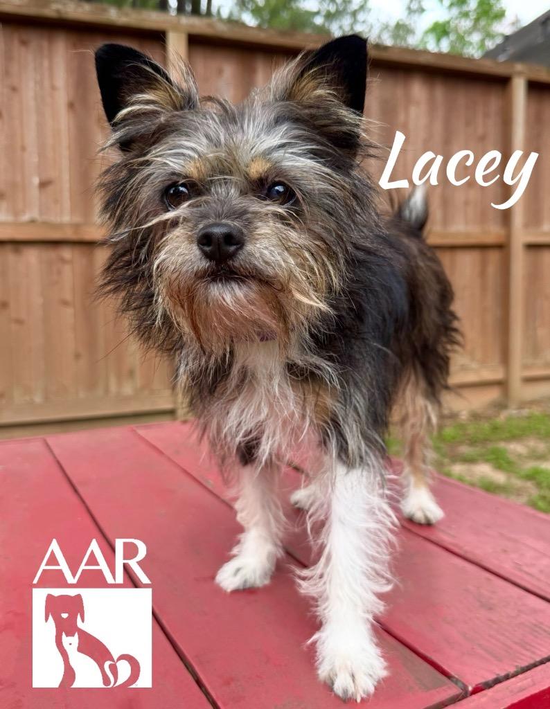 Lacey photo