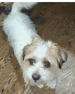 Milo (#395), Adoptable, Young Male Shih Tzu & Terrier.
