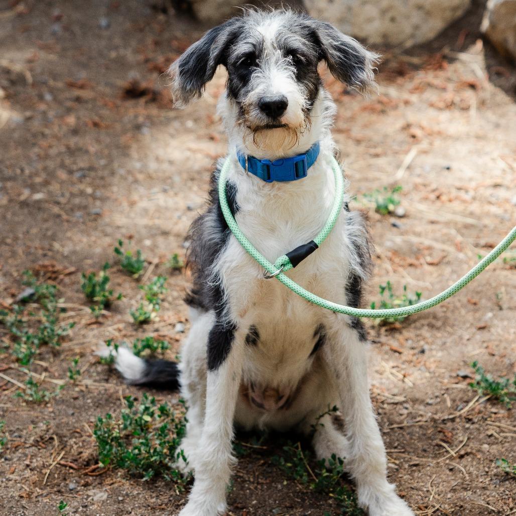 Hamster, a Adoptable mixed breed in Incline Village, NV image 4/6