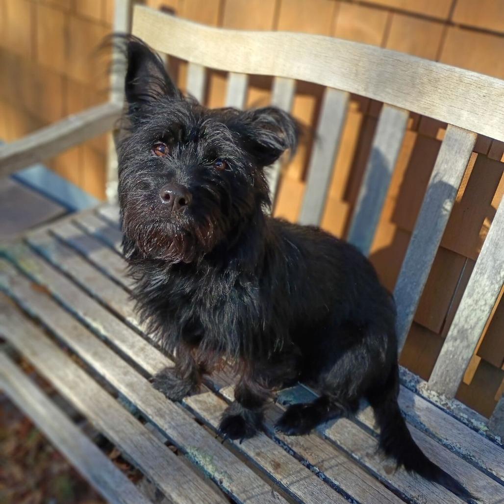 Enlarge Annie, a ADOPTABLE mixed breed in Nantucket, MA image 1/1