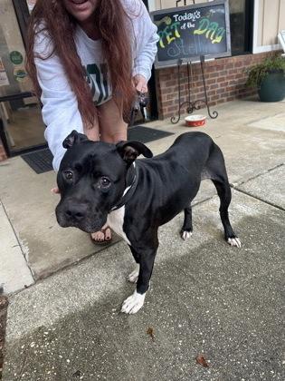 Michael, Adoptable, Adult Male American Staffordshire Terrier & Mixed Breed.