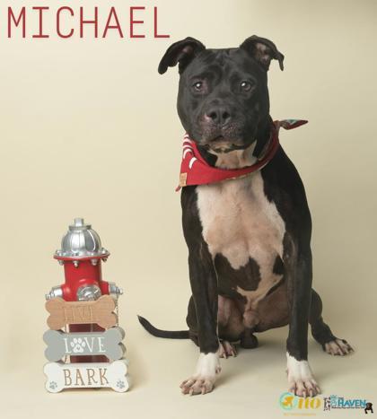 Michael, a Adoptable mixed breed in Fairhope, AL image 2/2