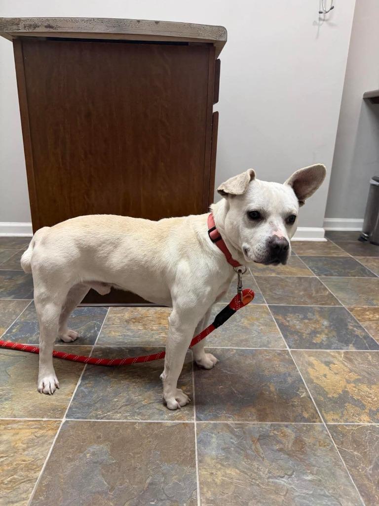 Enlarge Zero, a Adoptable mixed breed in Lexington, KY image 1/6