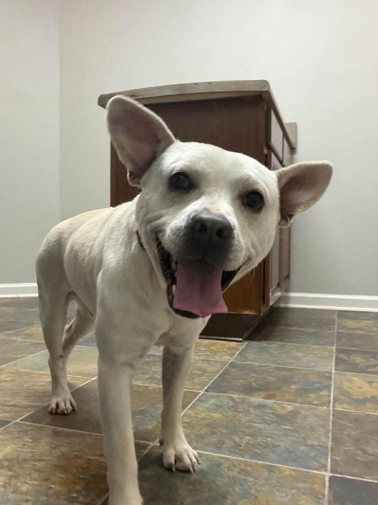 Enlarge Zero, a Adoptable mixed breed in Lexington, KY image 2/6