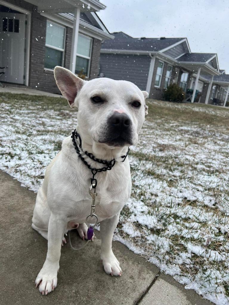 Zero, Adoptable, Young Male American Staffordshire Terrier & Mixed Breed.