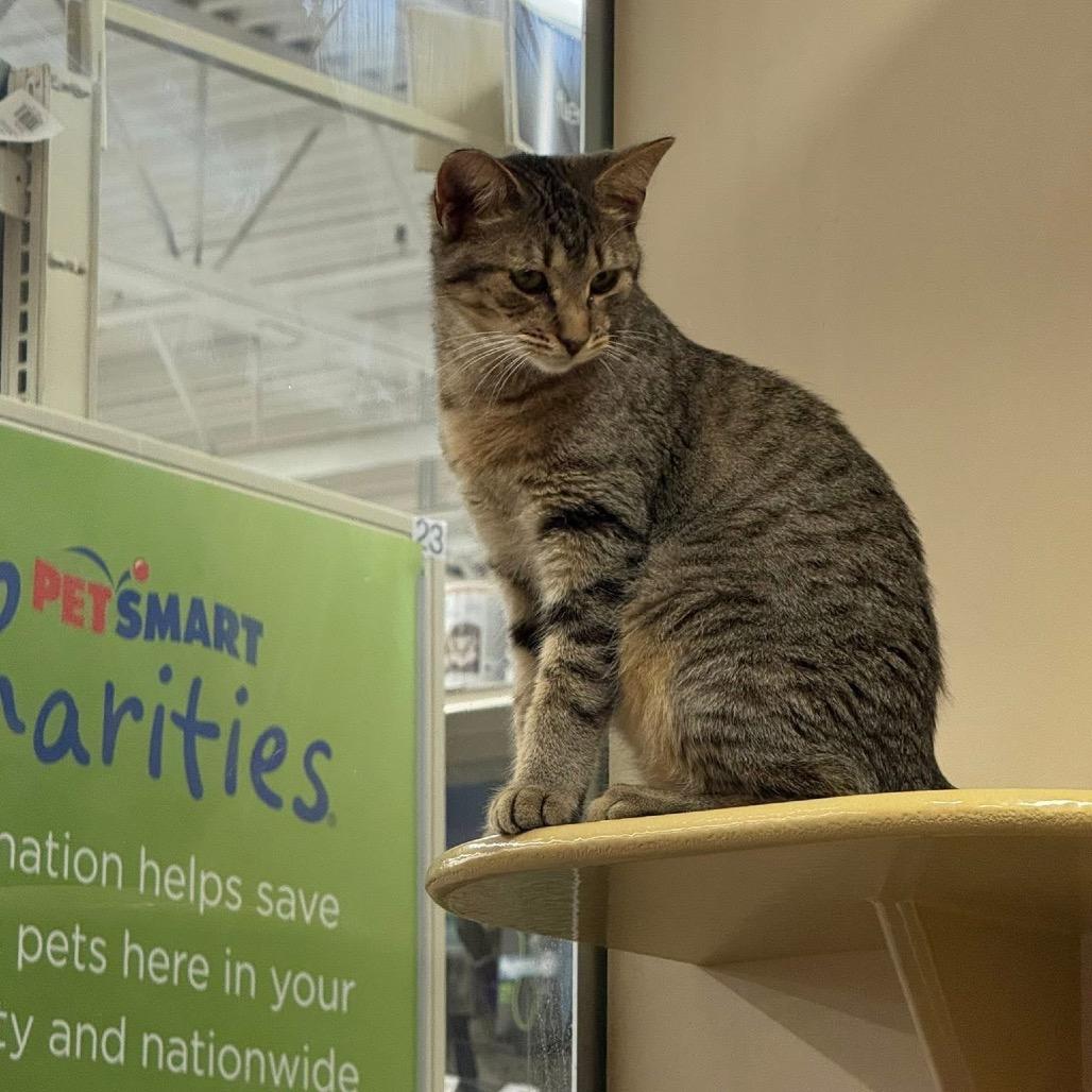 Bougie, Adoptable, Young Female Domestic Short Hair.