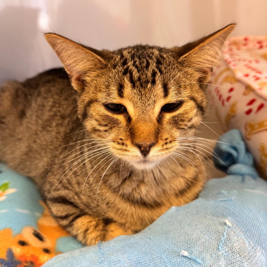 Enlarge Bougie, a Adoptable Domestic Short Hair in Wheeling, IL image 2/6