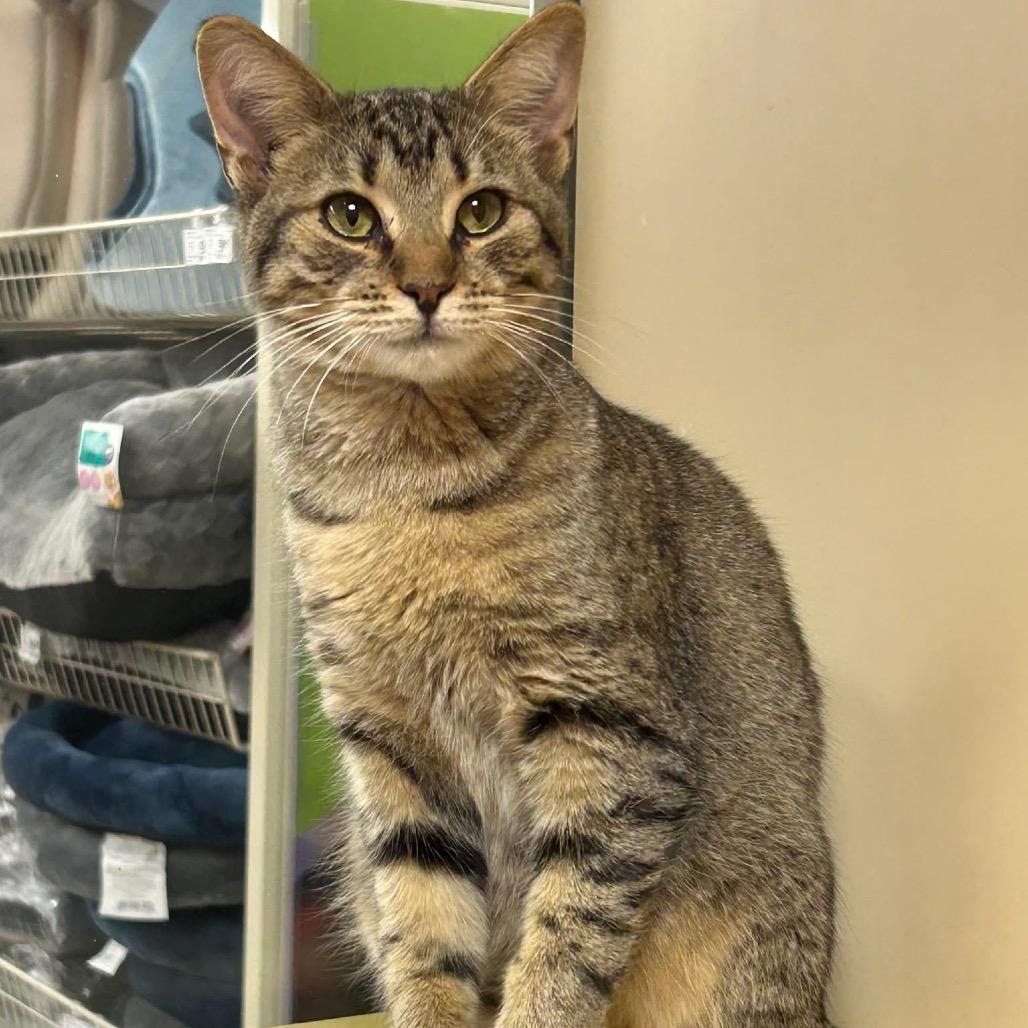 Enlarge Bougie, a Adoptable Domestic Short Hair in Wheeling, IL image 3/6