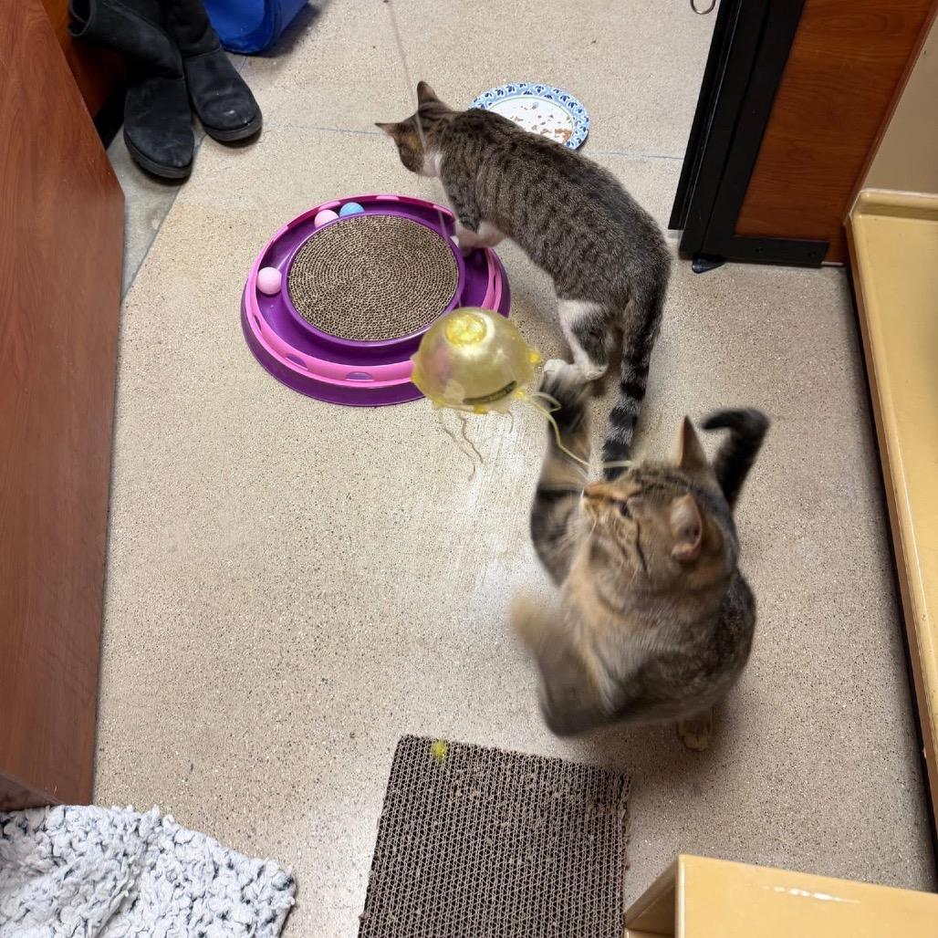 Enlarge Bougie, a Adoptable Domestic Short Hair in Wheeling, IL image 4/6