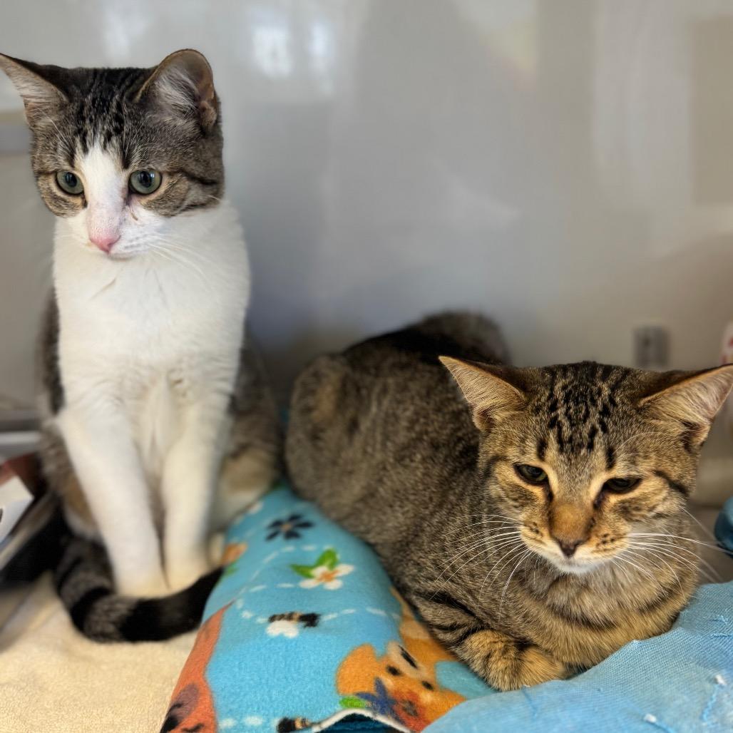 Enlarge Bougie, a Adoptable Domestic Short Hair in Wheeling, IL image 5/6