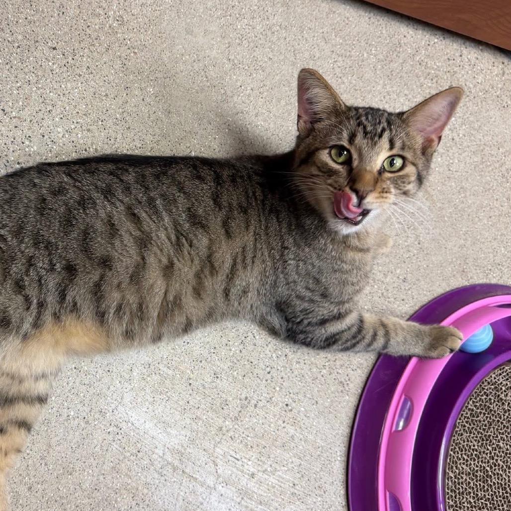 Enlarge Bougie, a Adoptable Domestic Short Hair in Wheeling, IL image 6/6