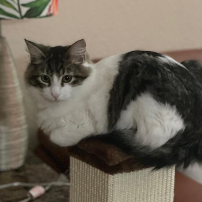 Phoenix, Adoptable, Adult Male Domestic Long Hair.