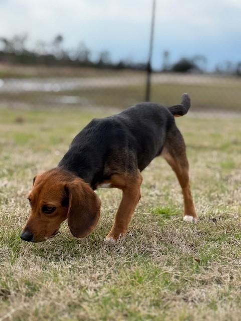 BARBIE, a ADOPTABLE mixed breed in Lynn Haven, FL image 3/5