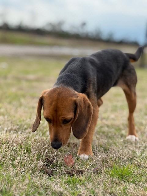 BARBIE, a ADOPTABLE mixed breed in Lynn Haven, FL image 2/5