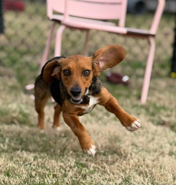 BARBIE, ADOPTABLE, Adult Female Beagle.