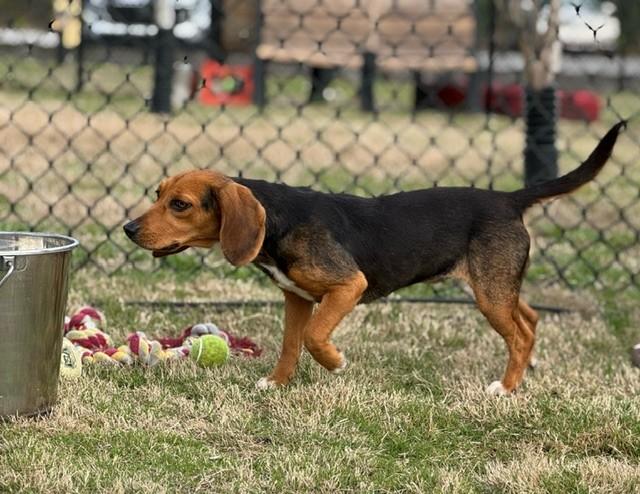 BARBIE, a ADOPTABLE mixed breed in Lynn Haven, FL image 4/5