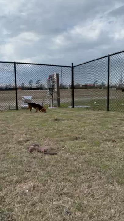 Enlarge BARBIE, a ADOPTABLE mixed breed in Lynn Haven, FL video 5/5