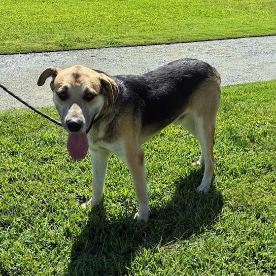 OLIVER, Adoptable, Adult Male Shepherd & Pit Bull Terrier.