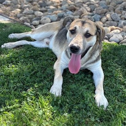 Enlarge OLIVER, a Adoptable mixed breed in Delano, CA image 2/4