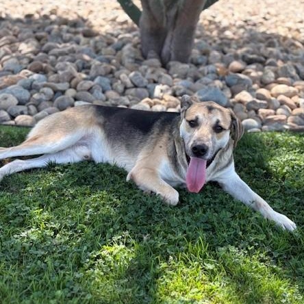 Enlarge OLIVER, a Adoptable mixed breed in Delano, CA image 3/4