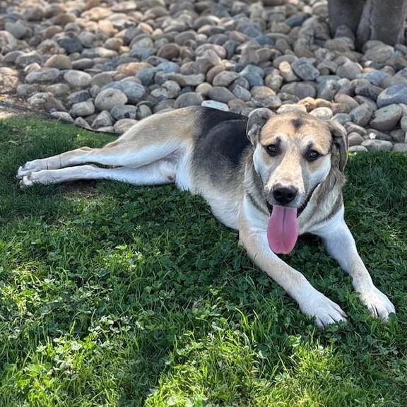 Enlarge OLIVER, a Adoptable mixed breed in Delano, CA image 4/4