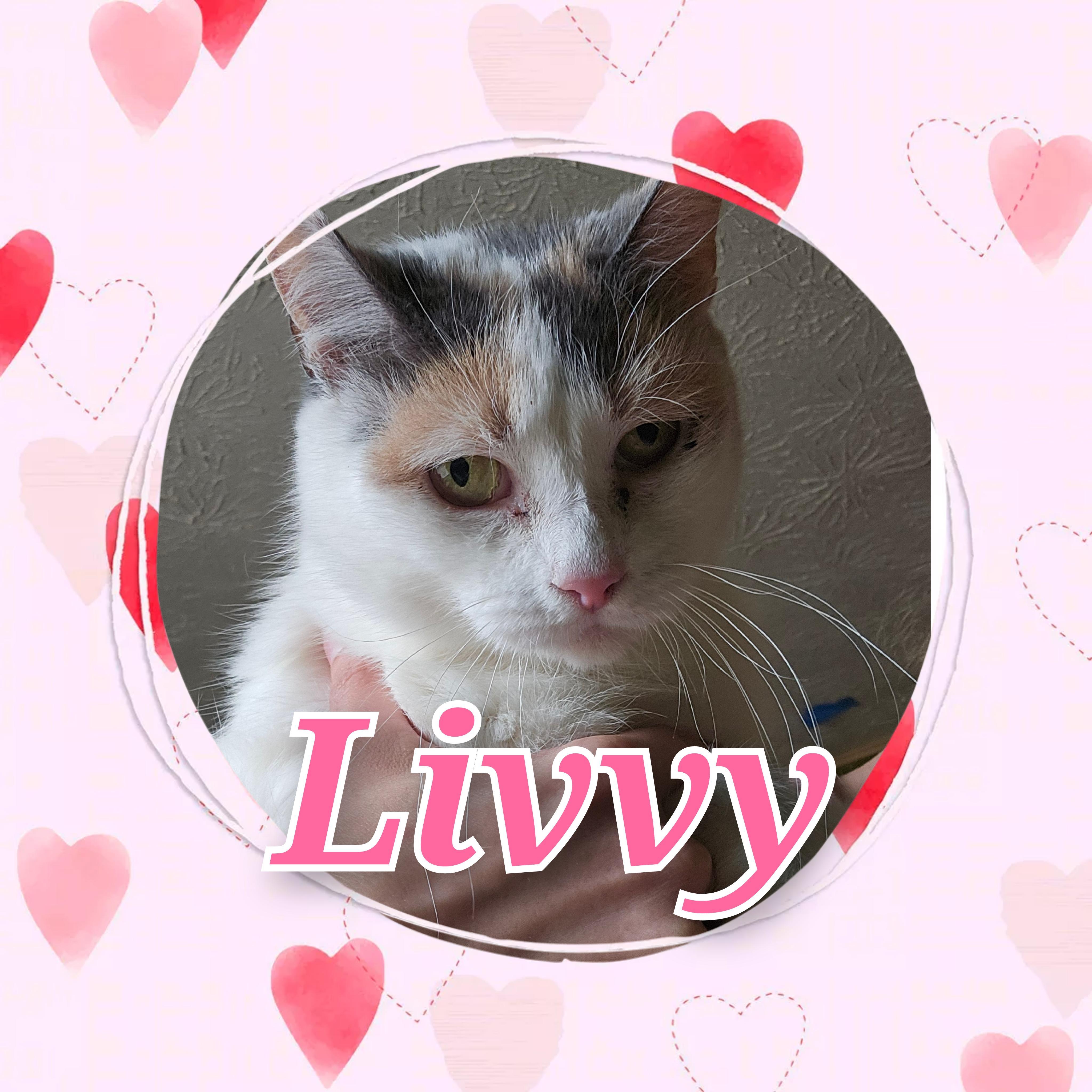 Livvy, Adoptable, Adult Female Domestic Short Hair.