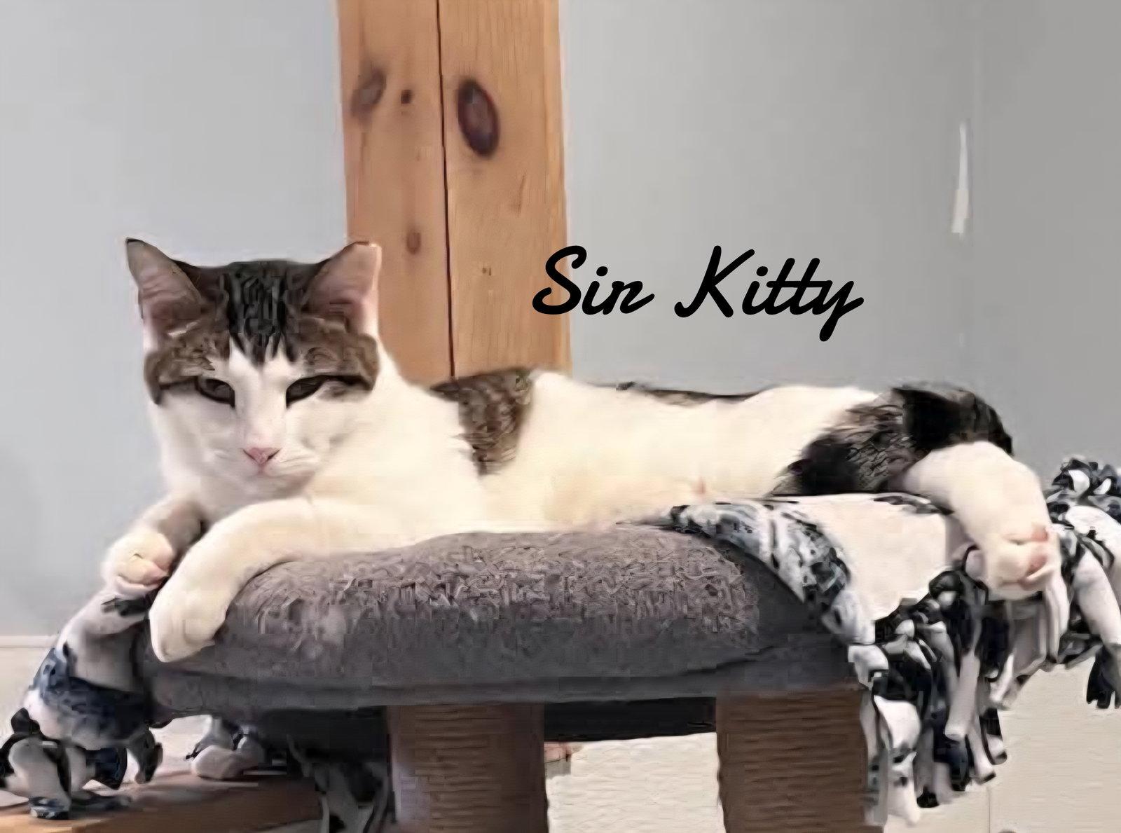 Sir kitty, Adopted, Adult Male Domestic Short Hair.