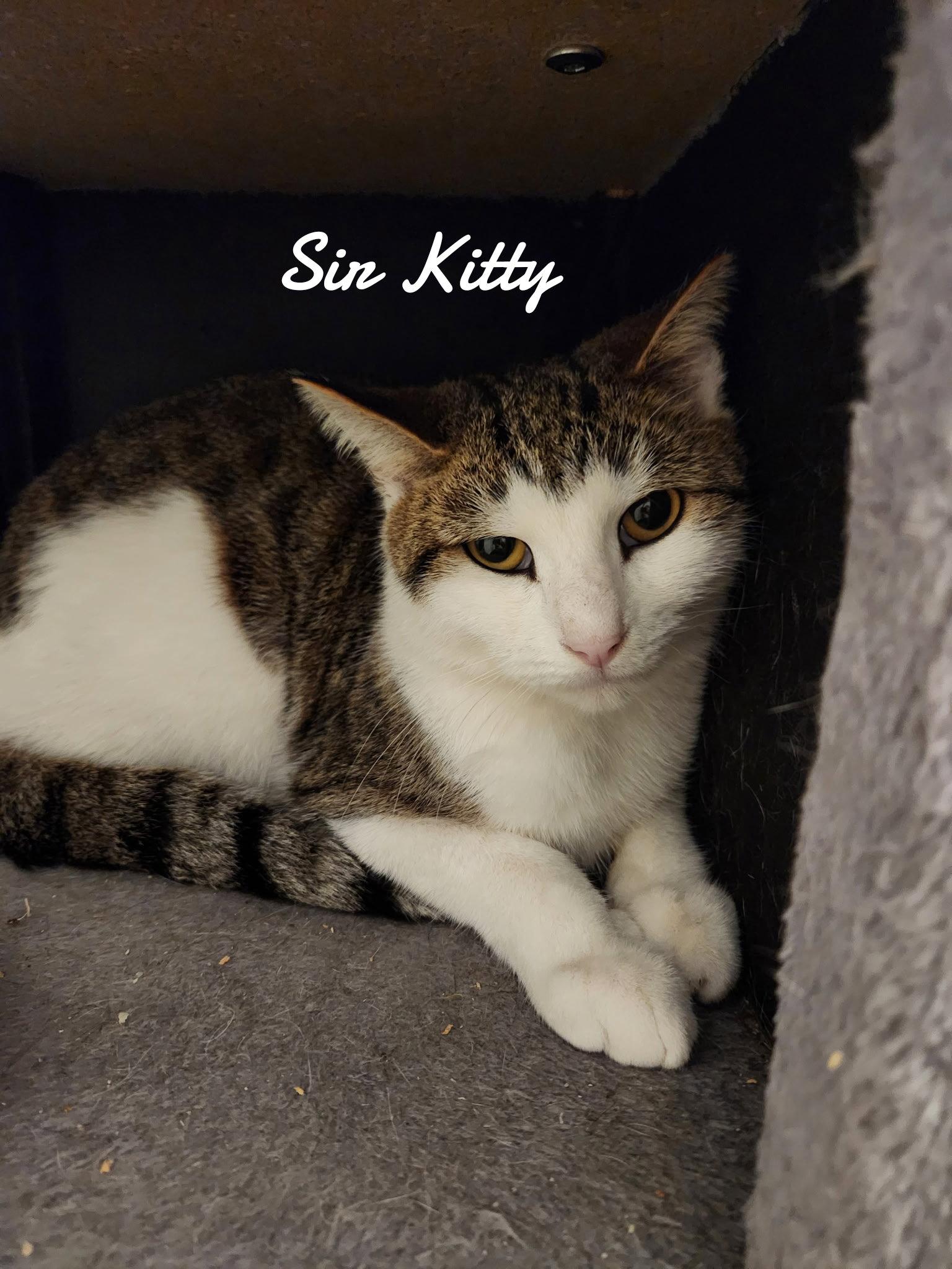 Sir kitty, a Adopted Domestic Short Hair in Naugatuck, CT image 2/3
