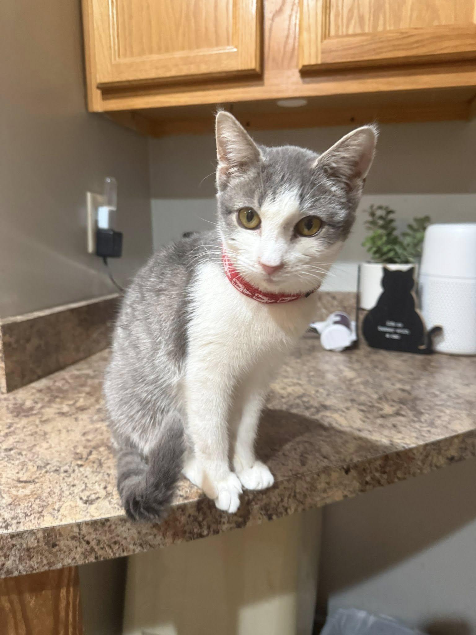 River, Adoptable, Young Female Domestic Short Hair.