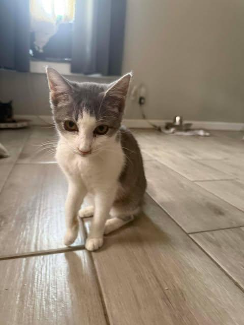 Enlarge River, a Adoptable Domestic Short Hair in Clymer, PA image 2/4
