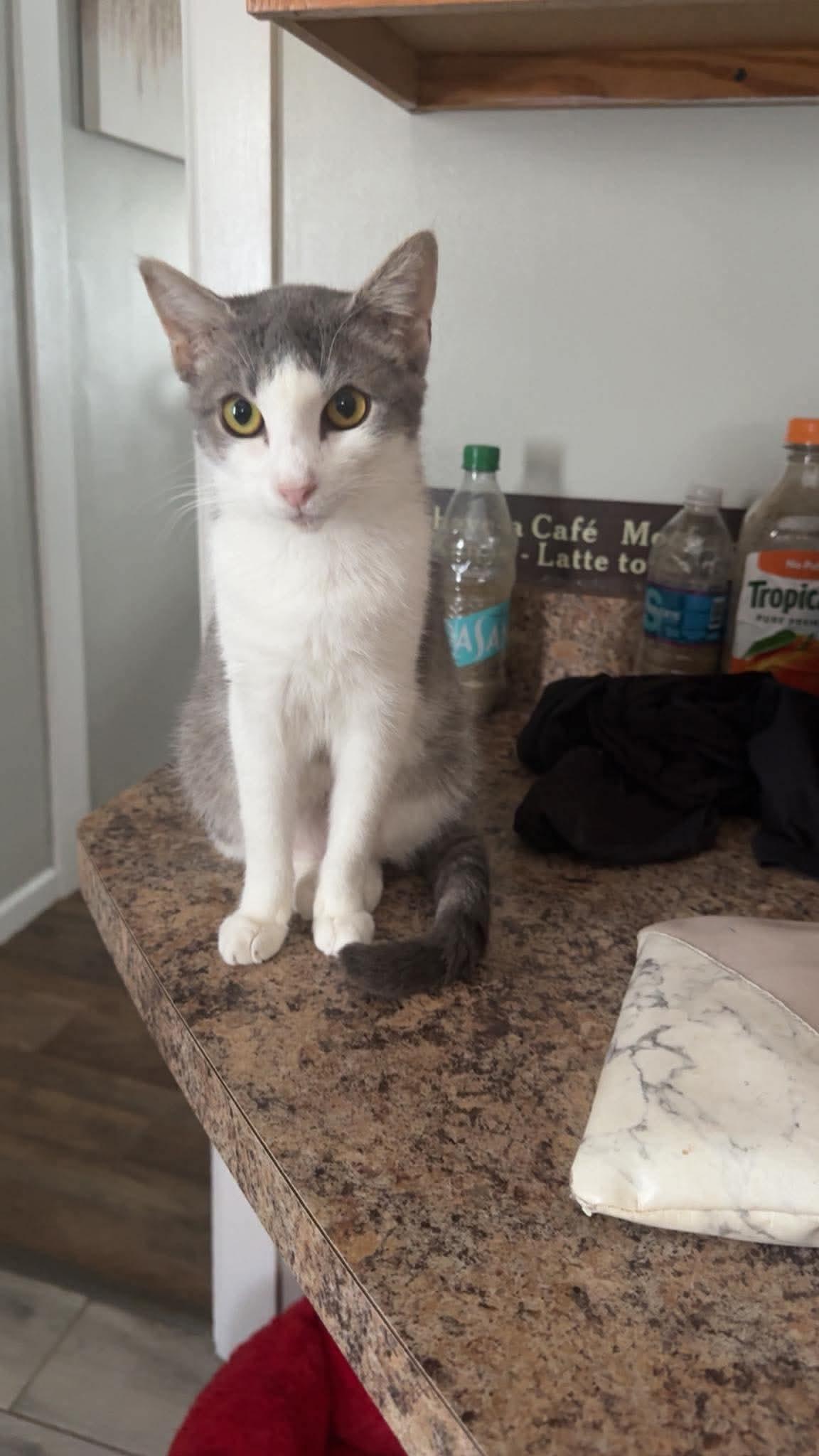 Enlarge River, a Adoptable Domestic Short Hair in Clymer, PA image 4/4