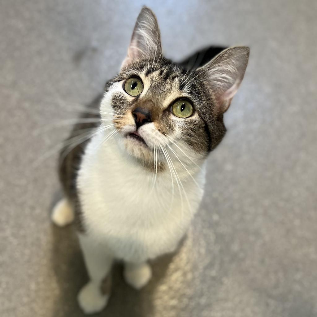 Charlotte FKA Charlottesville, Adoptable, Adult Female Domestic Short Hair.