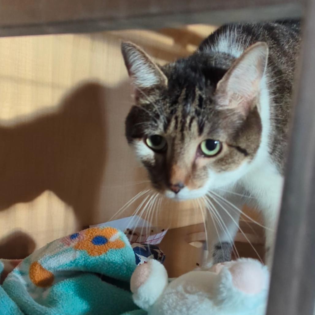 Enlarge Charlotte FKA Charlottesville, a Adoptable Domestic Short Hair in Chesapeake, VA image 2/6