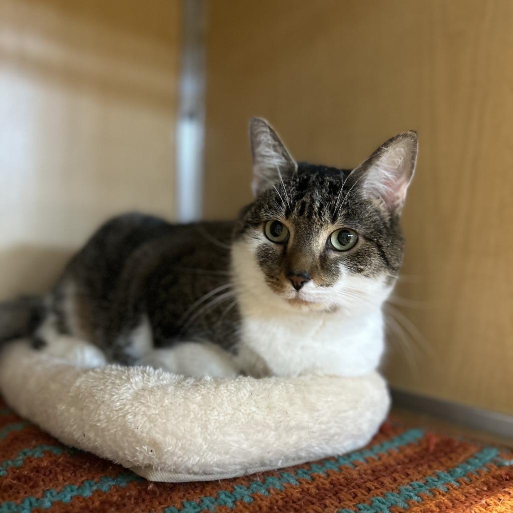 Enlarge Charlotte FKA Charlottesville, a Adoptable Domestic Short Hair in Chesapeake, VA image 1/6