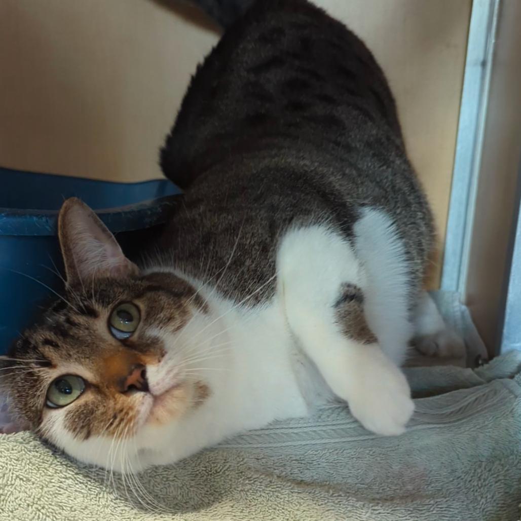 Enlarge Charlotte FKA Charlottesville, a Adoptable Domestic Short Hair in Chesapeake, VA image 4/6